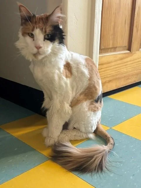 A senior medium-sized female Calico Maine Coon cat named Delilah for adoption in Eagle, CO