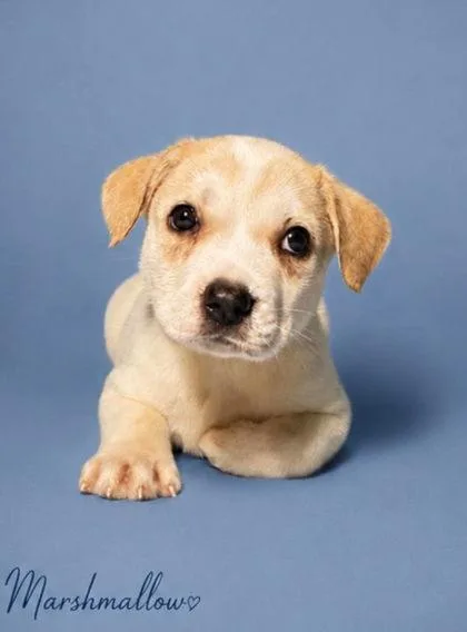 A baby large-sized male German Shepherd Dog dog named Marshmallow for adoption in Morton Grove, IL