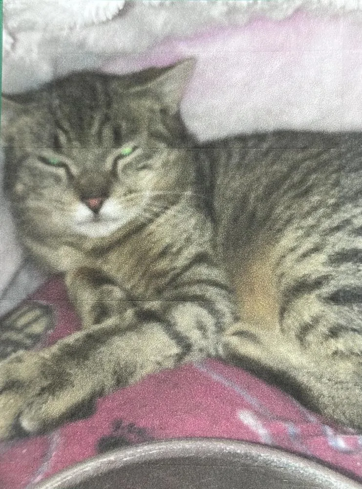 An adult small-sized male Brown / Chocolate Domestic Short Hair cat named Thurman Freeport for adoption in Westbury, NY