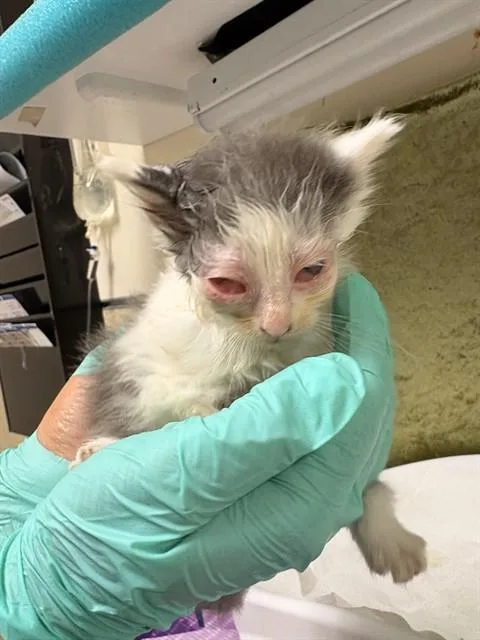 A baby medium-sized female Domestic Short Hair cat named Pearl for adoption in Riverside, CA