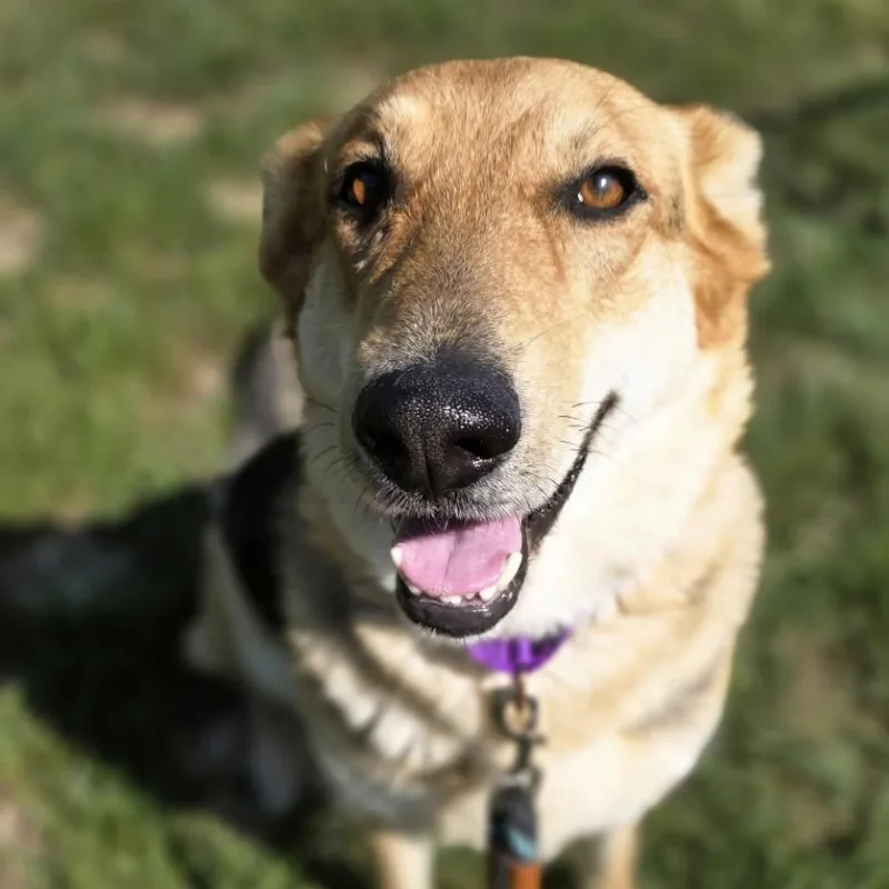 An adult large-sized female Apricot / Beige German Shepherd Dog dog named Out Of Pocket for adoption in Shepherdsville, KY