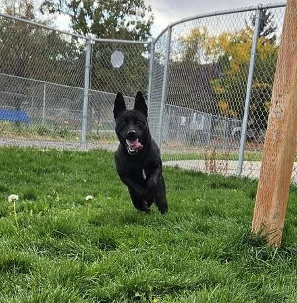 An adult medium-sized female German Shepherd Dog dog named Sheik for adoption in Pocatello, ID