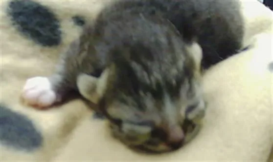 A baby small-sized male Domestic Short Hair cat named Timmy for adoption in Charlotte, NC