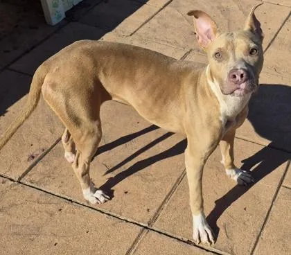 A young medium-sized female Terrier dog named Liberty for adoption in Shreveport, LA