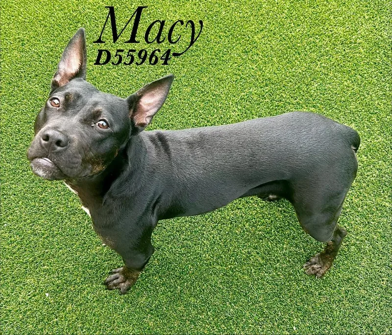 Macy