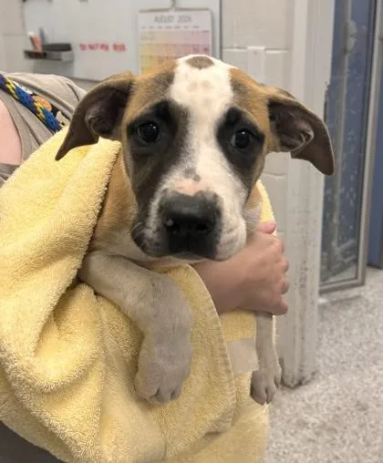 A baby small-sized female Yellow / Tan / Blond / Fawn Pit Bull Terrier dog named Fiesta for adoption in Kansas City, MO