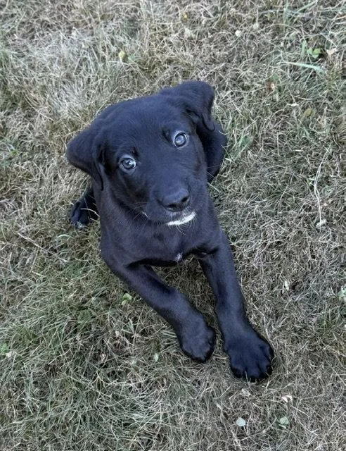 Sirius