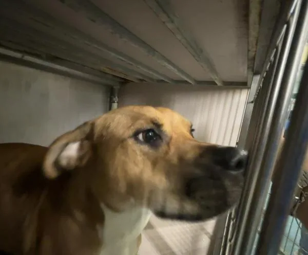An adult large-sized female Mixed Breed dog named Roxanne for adoption in New York, NY