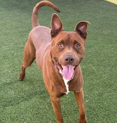 An adult large-sized male Pit Bull Terrier dog named Haze for adoption in Camarillo, CA