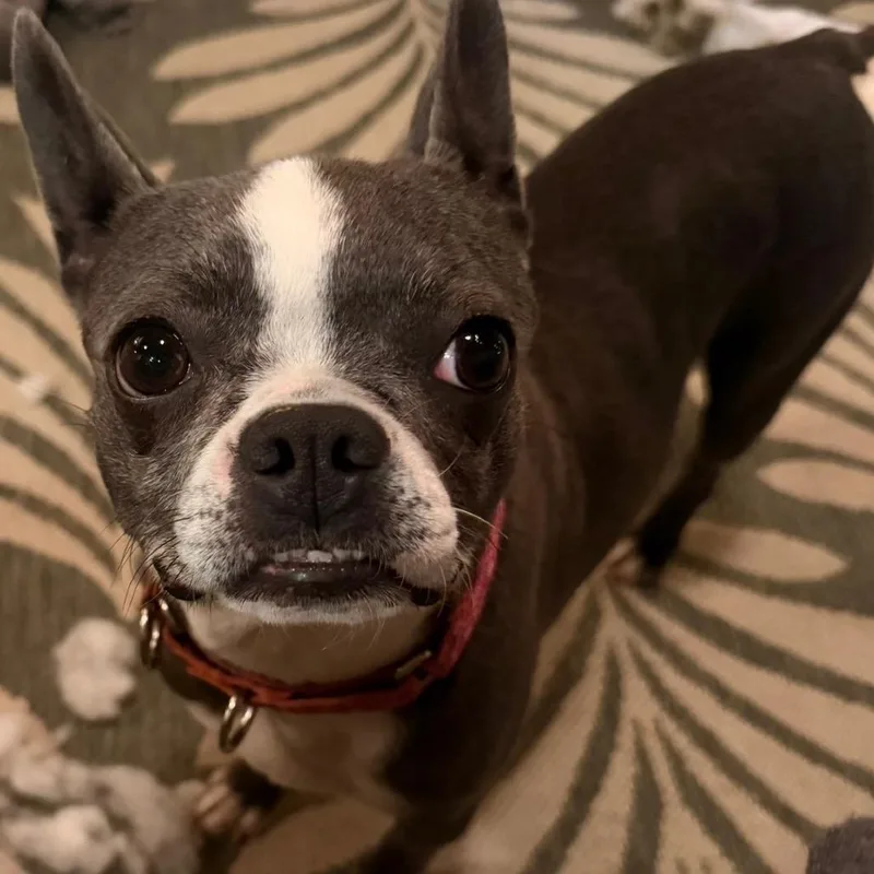 An adult small-sized female Black Boston Terrier dog named Gigi for adoption in Sinking Spring, PA