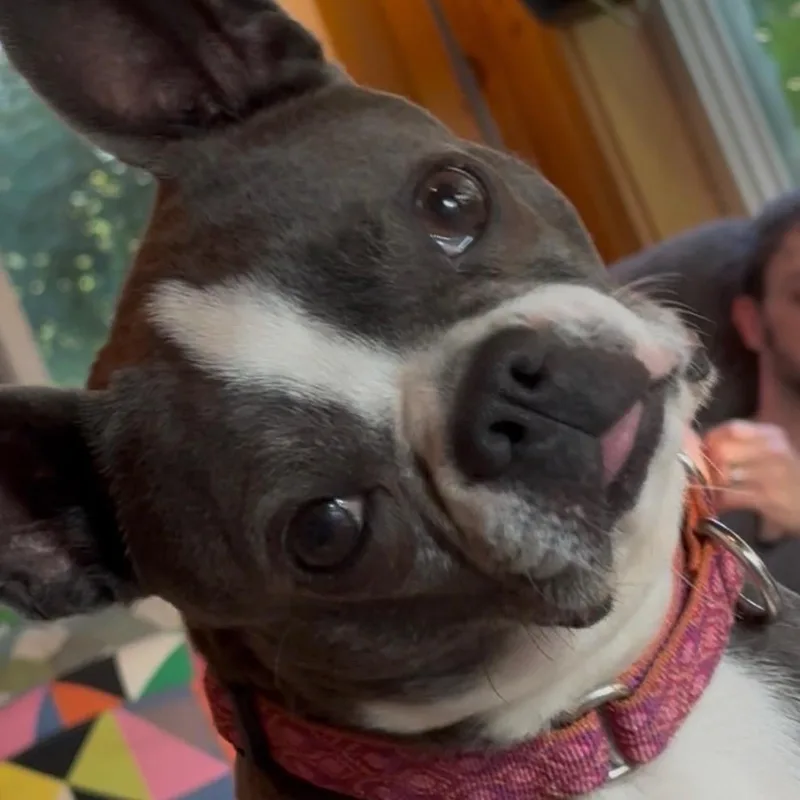 Gigi thumbnail 6
