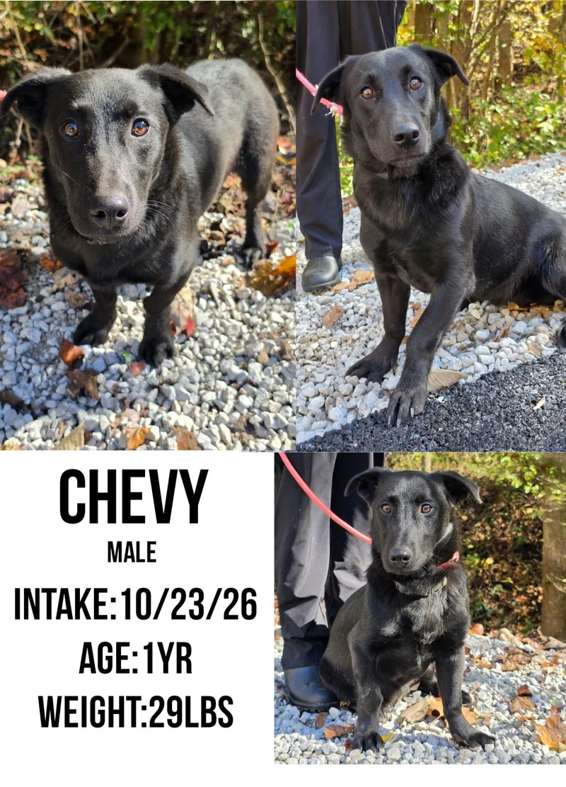 A young medium-sized male Black Shepherd dog named Chevy for adoption in Staffordsville, KY