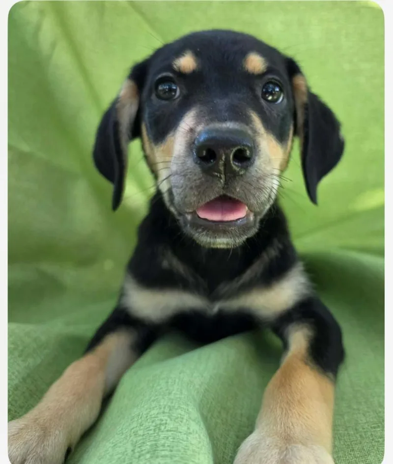 A baby large-sized female Brown / Chocolate Labrador Retriever dog named Amber for adoption in Willingboro, NJ