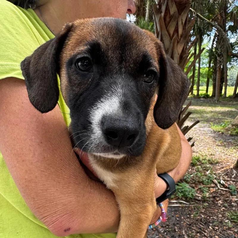 A baby small-sized female Yellow / Tan / Blond / Fawn Hound dog named Scarlett for adoption in Indiantown, FL