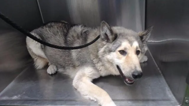 A young medium-sized female Siberian Husky dog named Daisy for adoption in Downey, CA