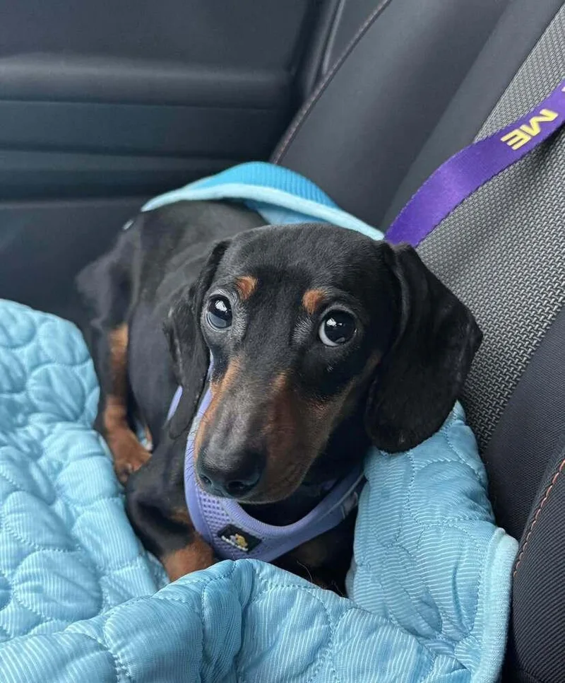 Eloise Bridgerton thumbnail 2