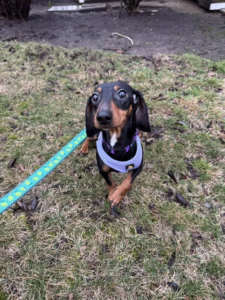 Eloise Bridgerton thumbnail 3