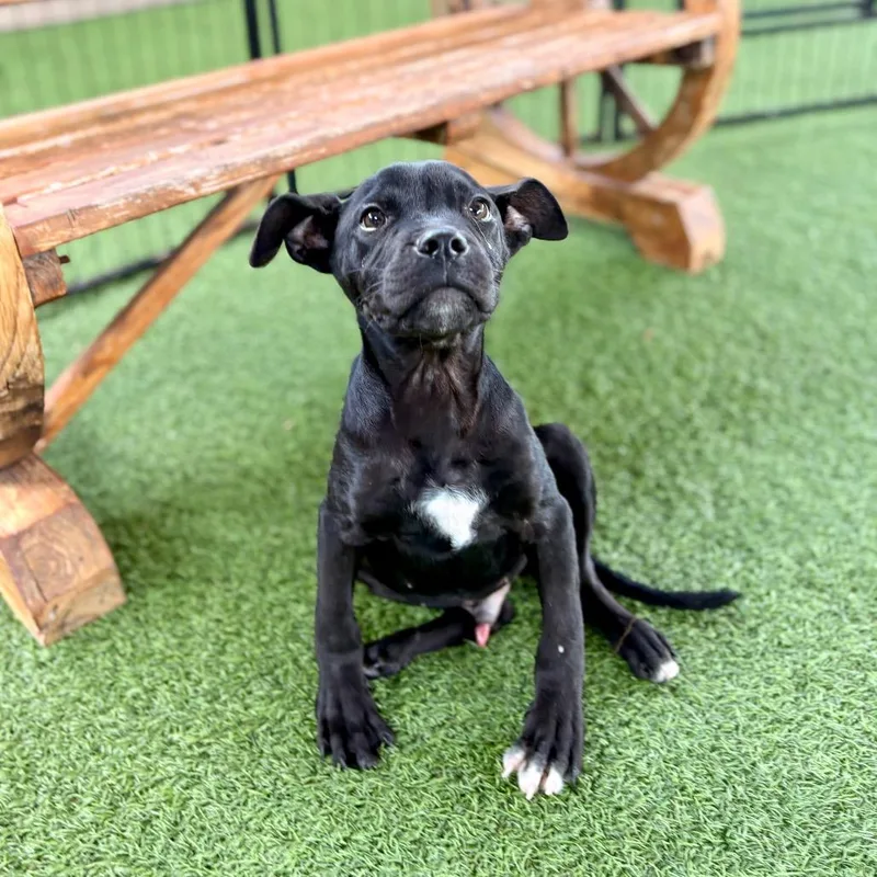 A baby small-sized male Black Mixed Breed dog named Fava Beans for adoption in LOXAHATCHEE, FL