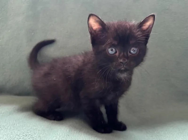 A baby small-sized male Domestic Short Hair cat named Bob for adoption in Rutherfordton, NC