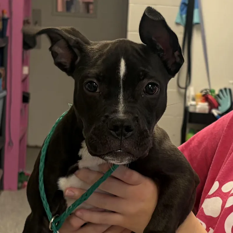 A baby medium-sized female Pit Bull Terrier dog named Doris for adoption in Normal, IL