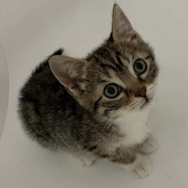 A baby small-sized female Tabby (Buff / Tan / Fawn) Domestic Short Hair cat named Sally for adoption in Weehawken, NJ