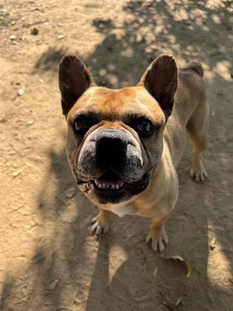 An adult small-sized male French Bulldog dog named Chauncey for adoption in Ojai, CA