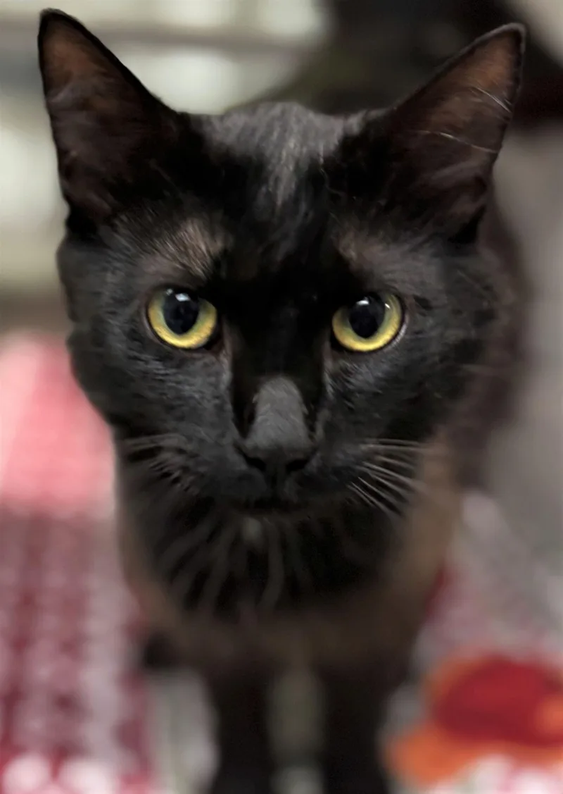 An adult medium-sized male Domestic Medium Hair cat named Glue for adoption in Iowa City, IA