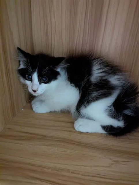 A baby small-sized male Domestic Medium Hair cat named Alex for adoption in Brunswick, GA