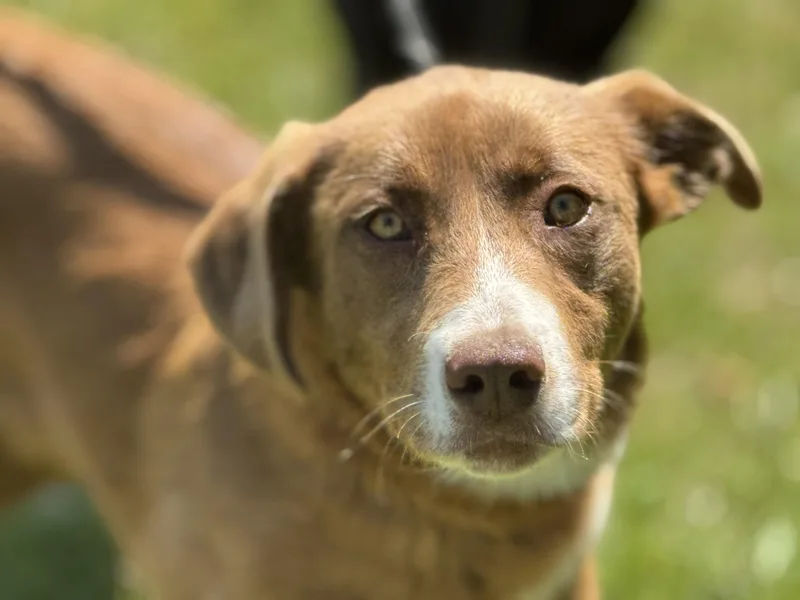 Carmella thumbnail 2