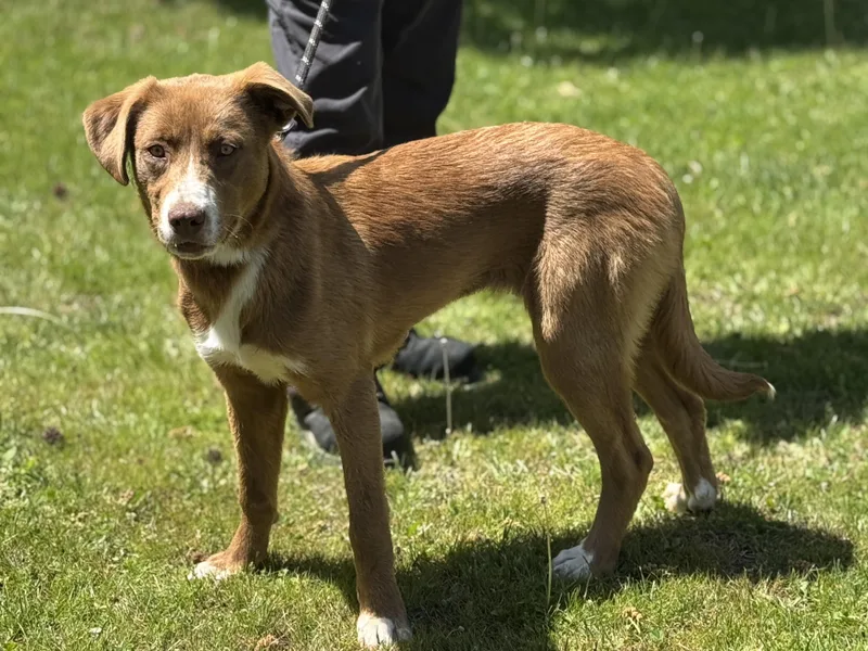 Carmella thumbnail 3