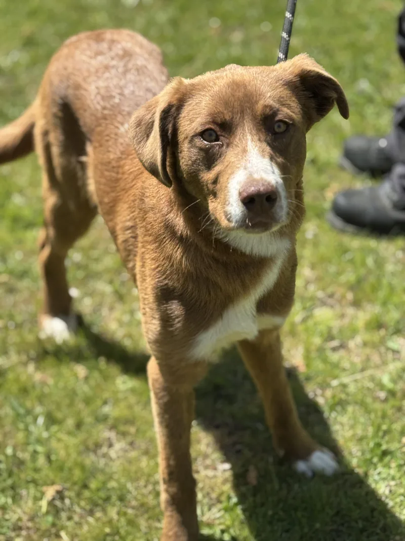 Carmella thumbnail 4