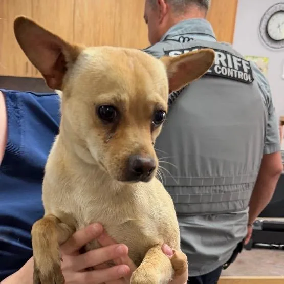 A young small-sized male White / Cream Chihuahua dog named Repete for adoption in Idaho Falls, ID