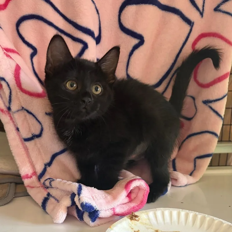 A baby small-sized female Domestic Short Hair cat named Fountain for adoption in Chicago, IL