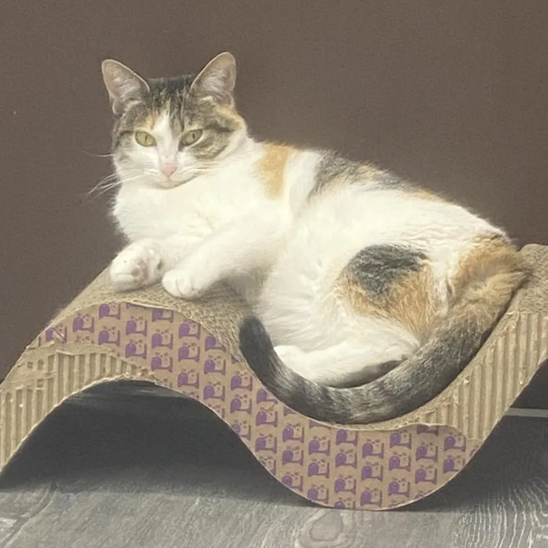 Sweet Pea thumbnail 2