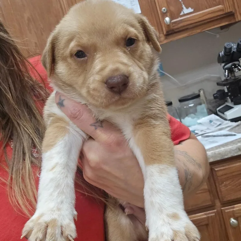 A baby small-sized male Yellow / Tan / Blond / Fawn Shepherd dog named Hazel U for adoption in Tupelo, MS