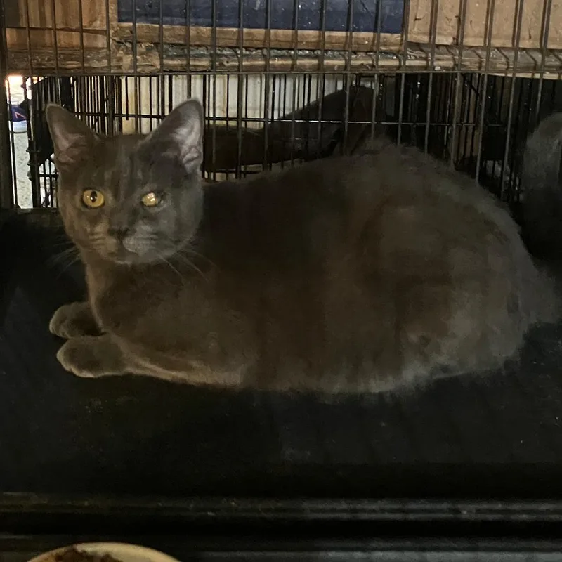 An adult large-sized male Gray / Blue / Silver Russian Blue cat named Mellow for adoption in Dickinson, TX