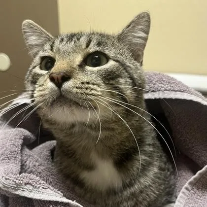 An adult medium-sized male Domestic Short Hair cat named Smokey for adoption in Merriam, KS