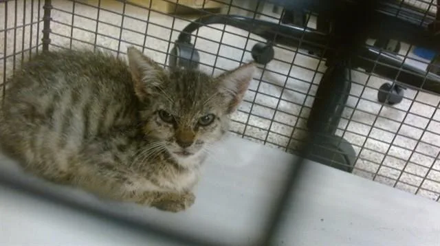 A baby small-sized female Domestic Short Hair cat named Margaret for adoption in Miami, FL