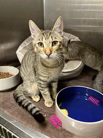 A young small-sized male Domestic Short Hair cat named Bryce for adoption in San Martin, CA
