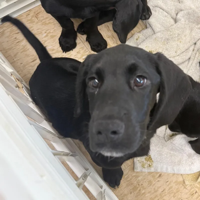 A baby small-sized male Black Basset Hound dog named Waco for adoption in Breese, IL