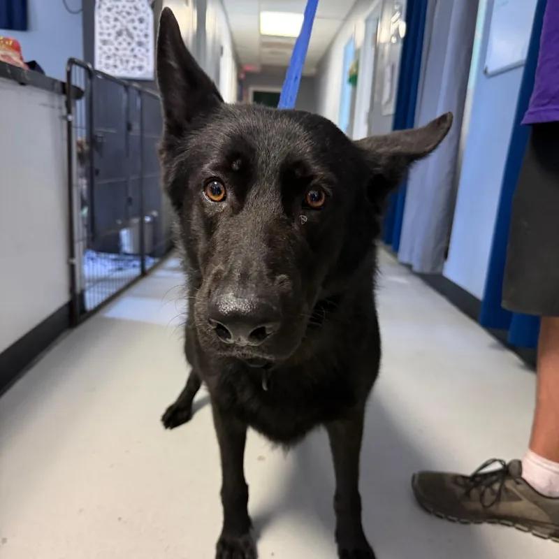 An adult large-sized female Black Shepherd dog named Star for adoption in Lake Jackson, TX