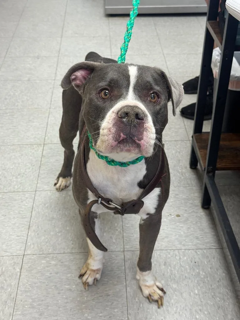 An adult medium-sized male Staffordshire Bull Terrier dog named Pemberton for adoption in Sorrento, LA