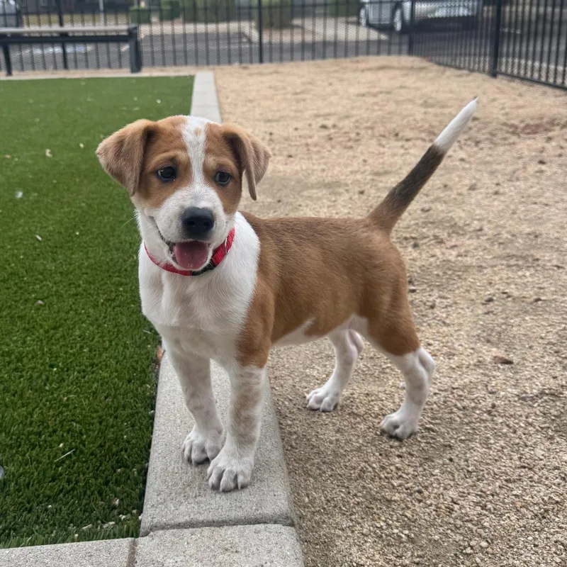 A baby small-sized male Beagle dog named Bruno for adoption in Tempe, AZ