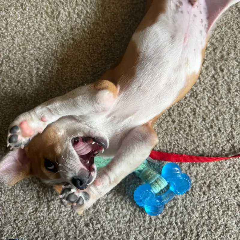 Bruno thumbnail 3
