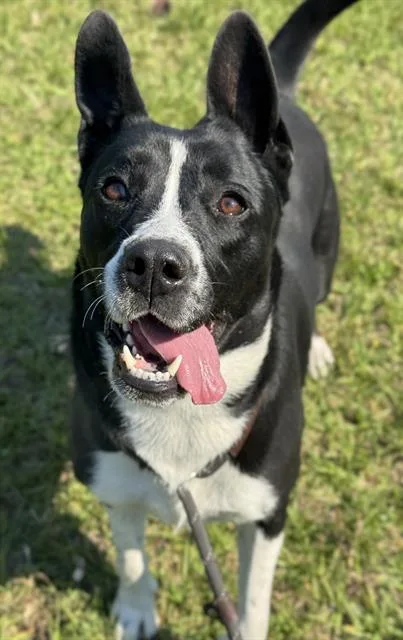 A young medium-sized female Australian Cattle Dog / Blue Heeler dog named Zoe for adoption in Fort Lauderdale, FL