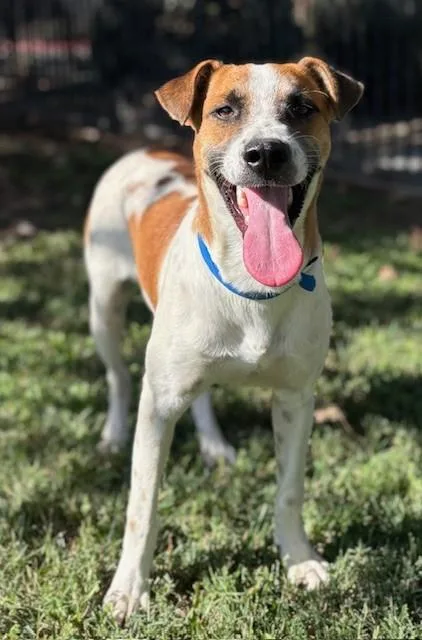 A young medium-sized male Shepherd dog named Buster for adoption in Riverside, CA