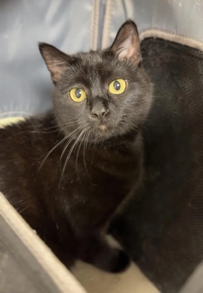 An adult large-sized female Black Domestic Short Hair cat named Nightshade for adoption in Bemidji, MN