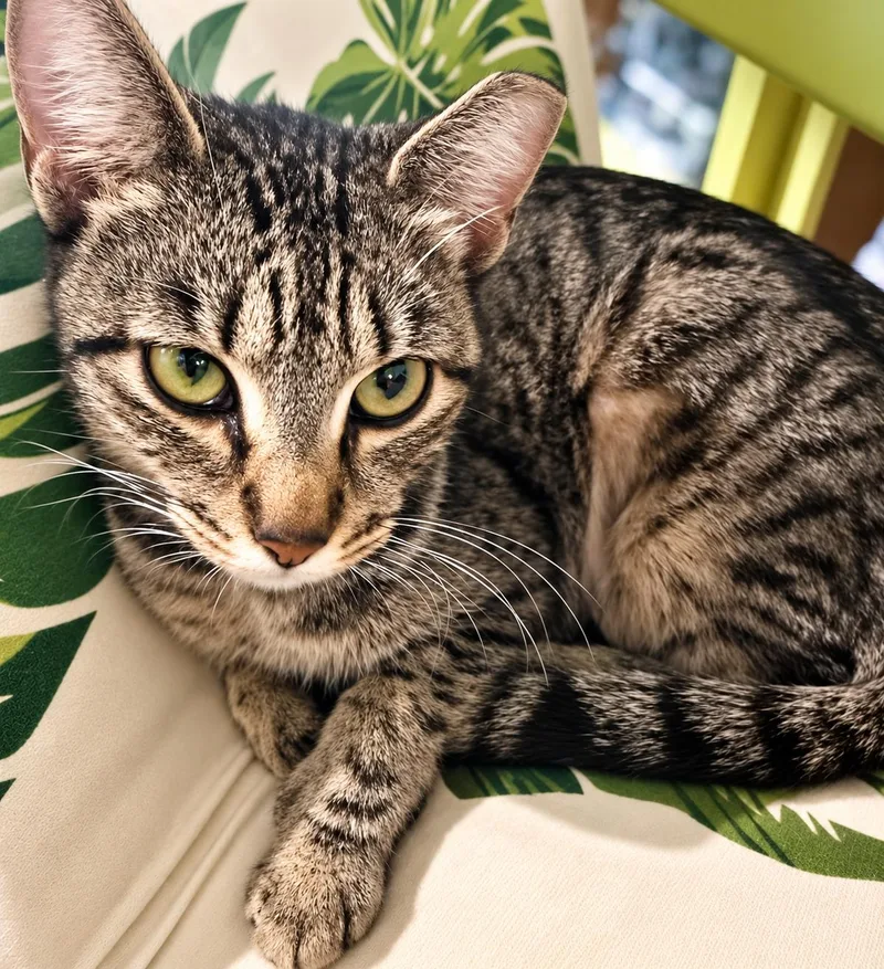A young medium-sized female Domestic Short Hair cat named Pearl for adoption in Long Beach, CA