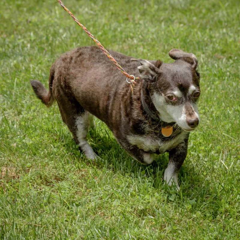 Little Man thumbnail 5