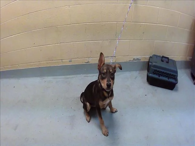 A young small-sized male German Shepherd Dog dog named Hammy for adoption in Tulsa, OK
